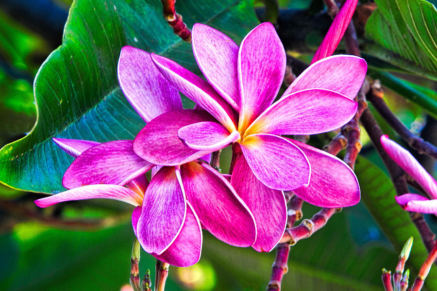 The Passion of the Purple Plumeria by Lauren Willig