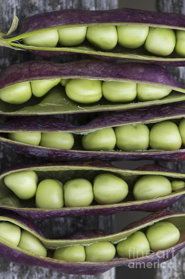 Vegetable Photograph - Purple Podded Pea Pattern by Tim Gainey