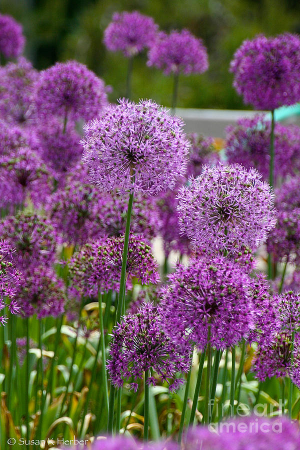 Purple Pom Poms Photograph by Susan Herber