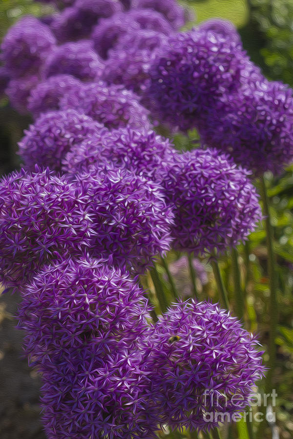 Purple Pompoms Photograph by Clare Bambers