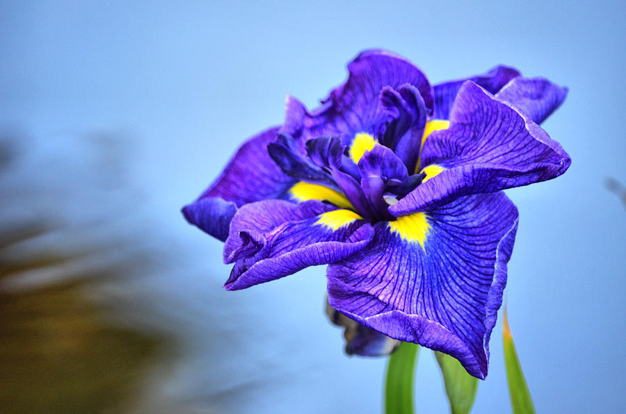 Purple Pond Iris Photograph by Spencer Hughes