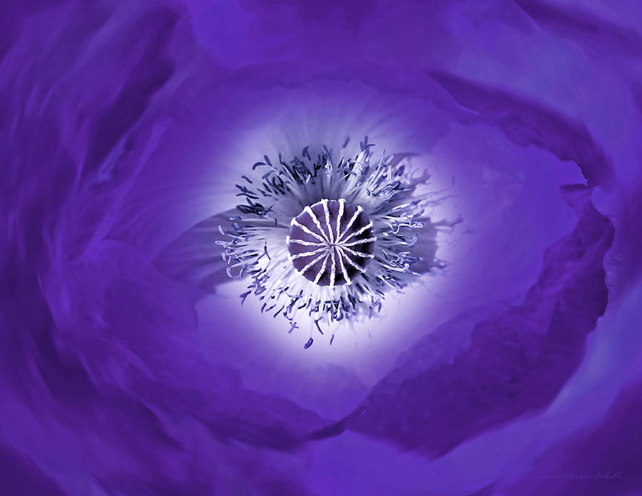 Purple Poppy Flower Abstract Photograph by Jennie Marie Schell