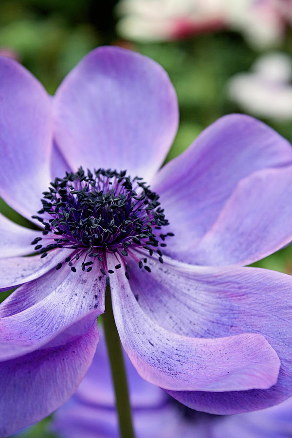 Purple Poppy-Flowered Anemone Photograph by Michael Porchik