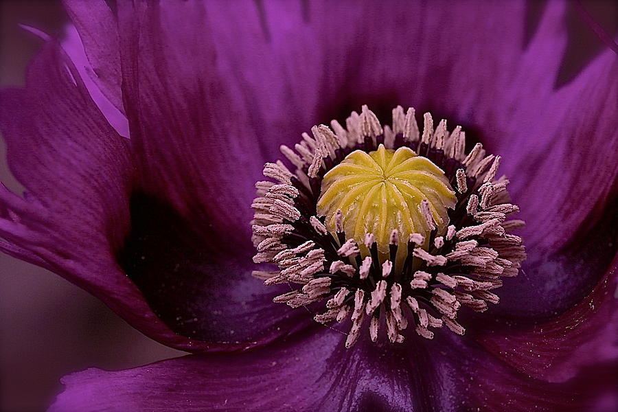 Purple Poppy Perfection Photograph by Catia Juliana
