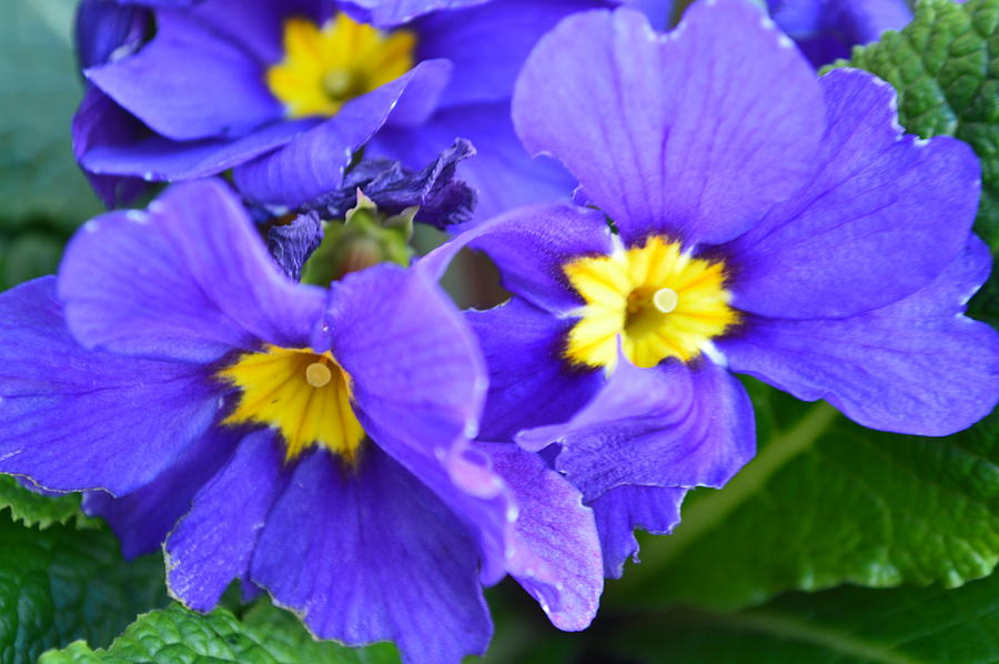 Purple power Photograph by Danica Mitchell - Fine Art America