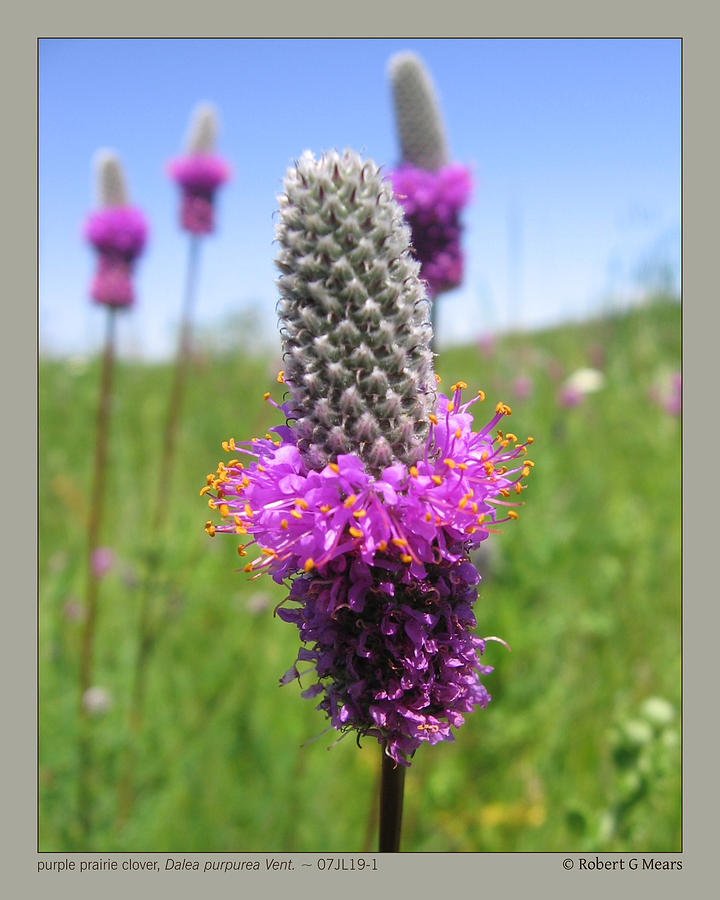 purple prairie clover - Dalea purpurea Vent - 07JL19-1 Photograph by ...