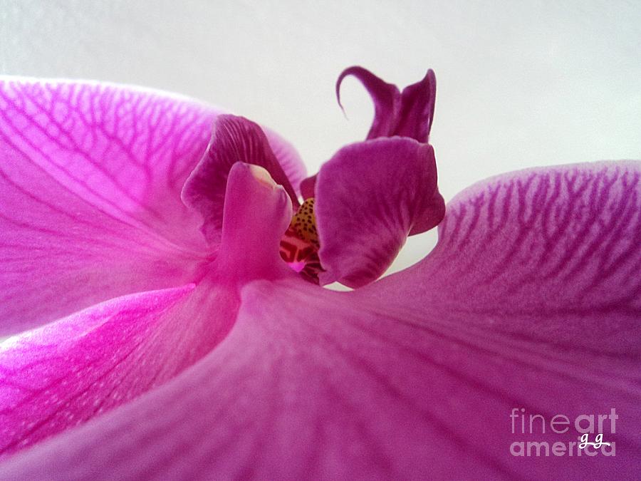 Tropical Photograph - Purple Pretty by Geri Glavis