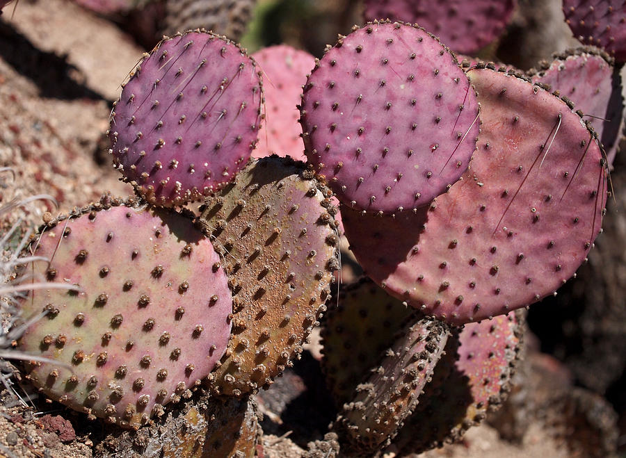 Desert Photograph - Purple Prickly Pear Cactus by Rona Black