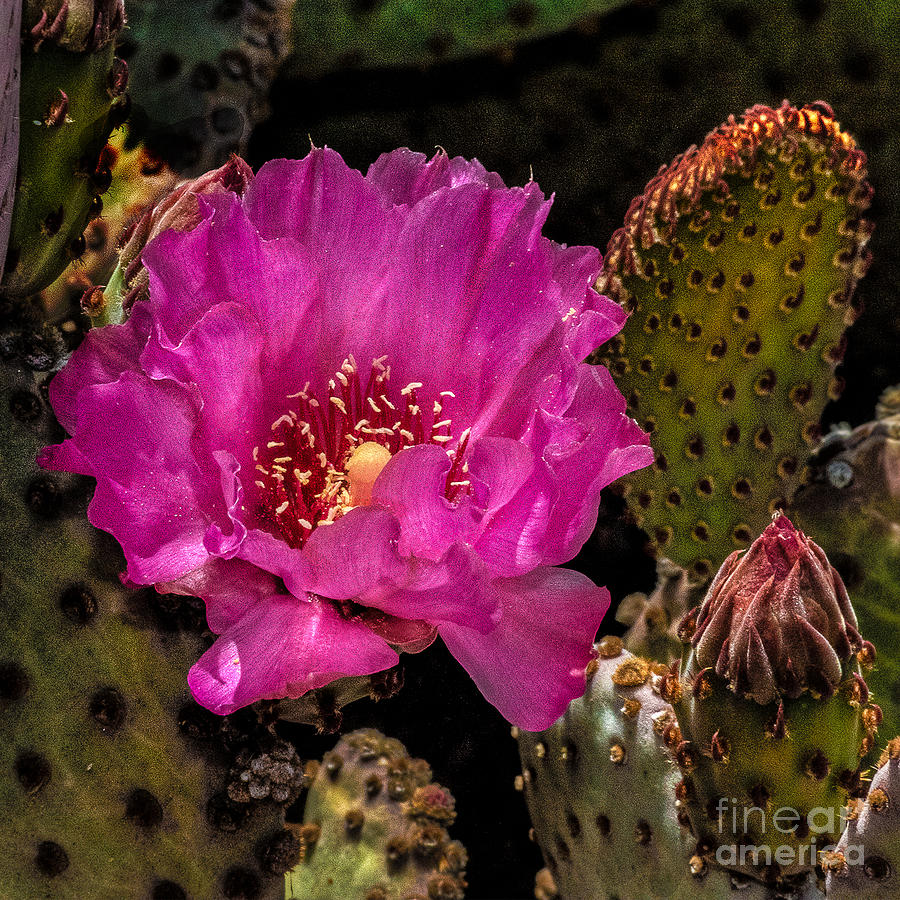 Purple Prickly Pear Flower Photograph by Art Skopec - State of the ART ...