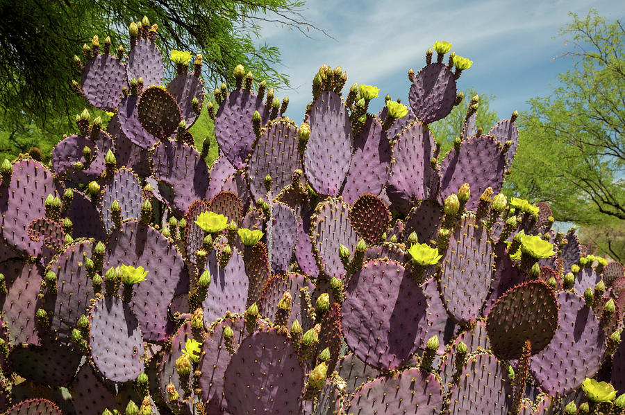 Purple Prickly Pear (opuntia Sp.) Cactus In Flower Photograph by Jim West/science Photo Library