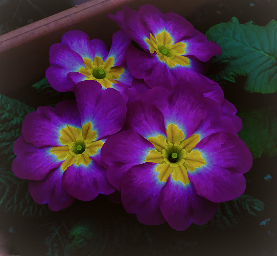 Purple Primrose Photograph by Ron Roberts