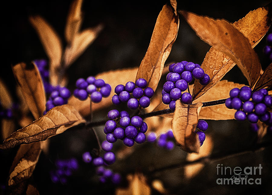 Fall Photograph - Purple Punch by Cris Hayes