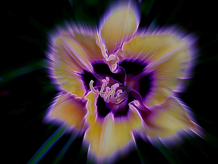 Flowers Still Life Photograph - Purple Radiance by Shirley Sirois