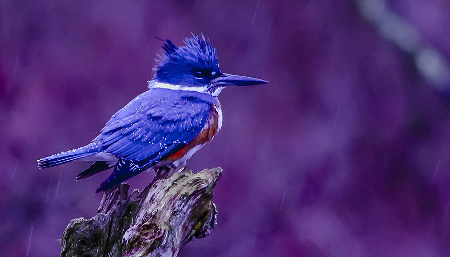 Purple Rain Photograph by Brian Stevens