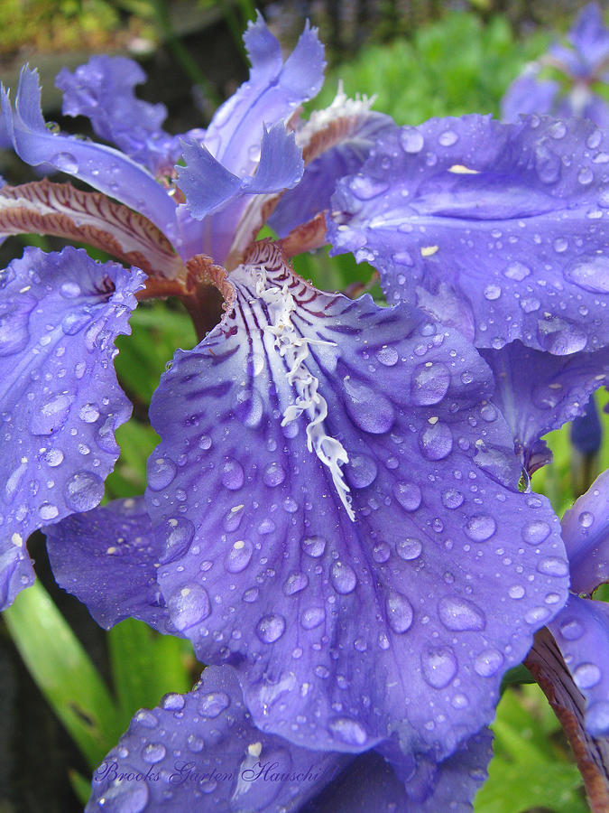 Purple Rain - Iris - Macro Flower Photograph by Brooks Garten Hauschild