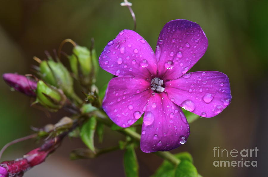 Purple Rain... Photograph by Dan Hefle