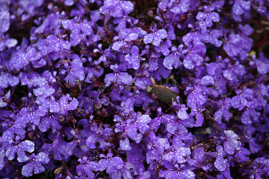 Purple Rain Photograph by Douglas Miller