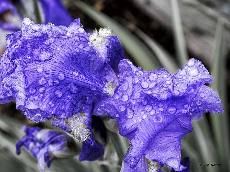 Purple Rain Photograph by Jo-Anne Gazo-McKim