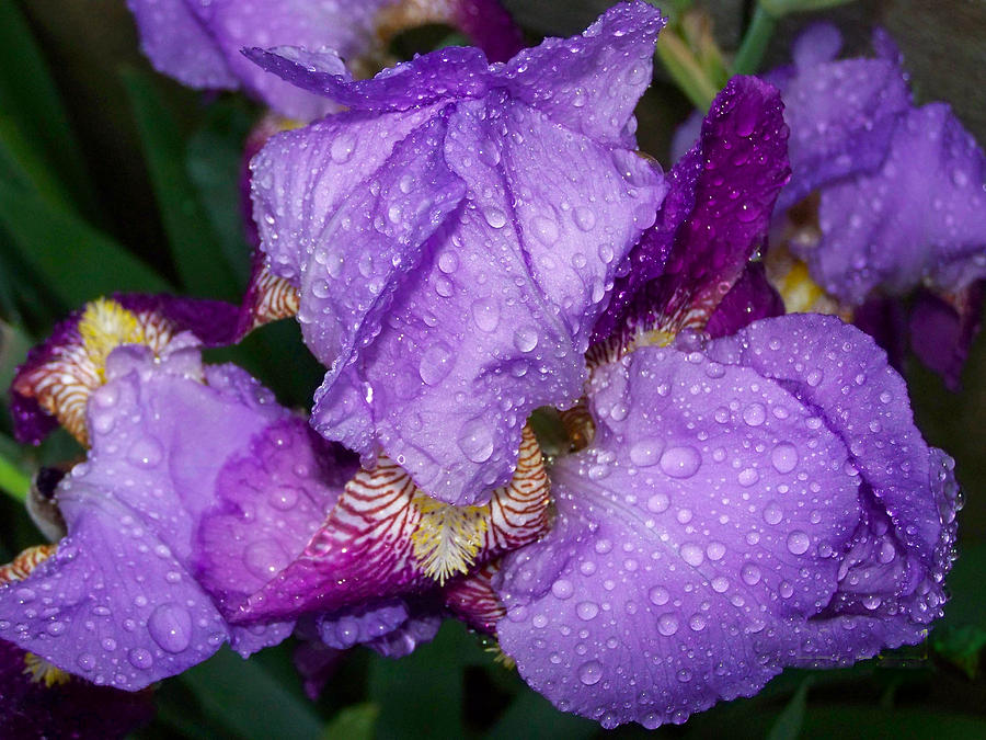 Flower Photograph - Purple Rain by Kathy Liebrum Bailey