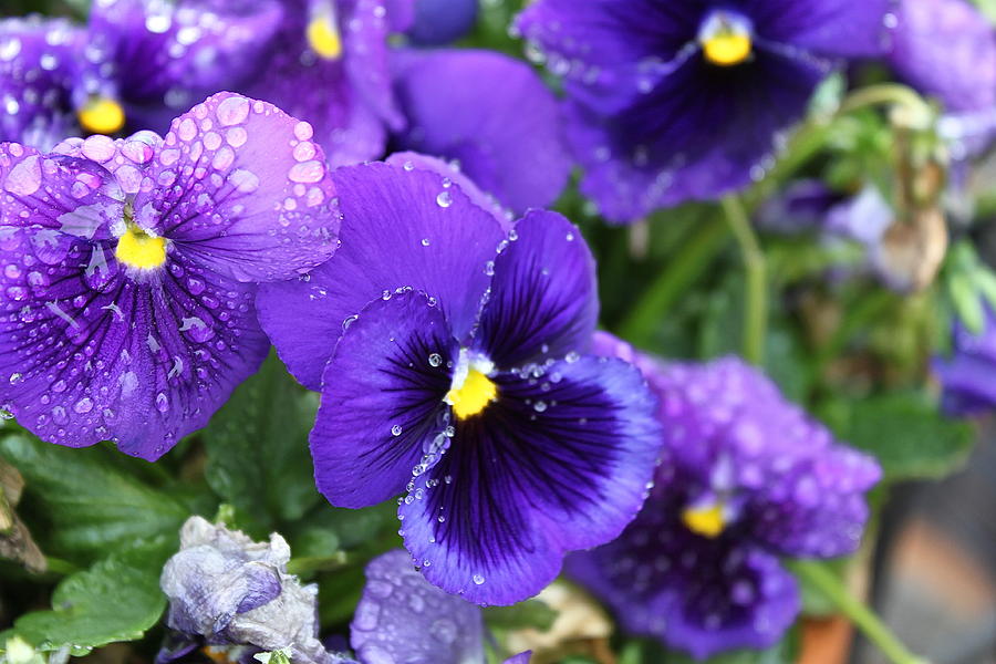 Flowers Still Life Photograph - Purple Rain by Kyle Harrigan