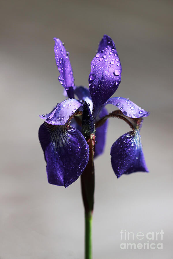 Purple Rain Photograph by Marlana Holsten - Fine Art America