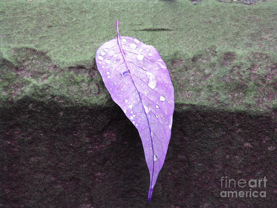 Purple Rain Photograph by Michael Krek