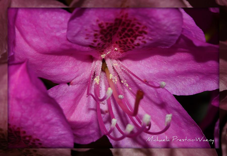 Purple Rain Photograph by Michaela Preston - Fine Art America