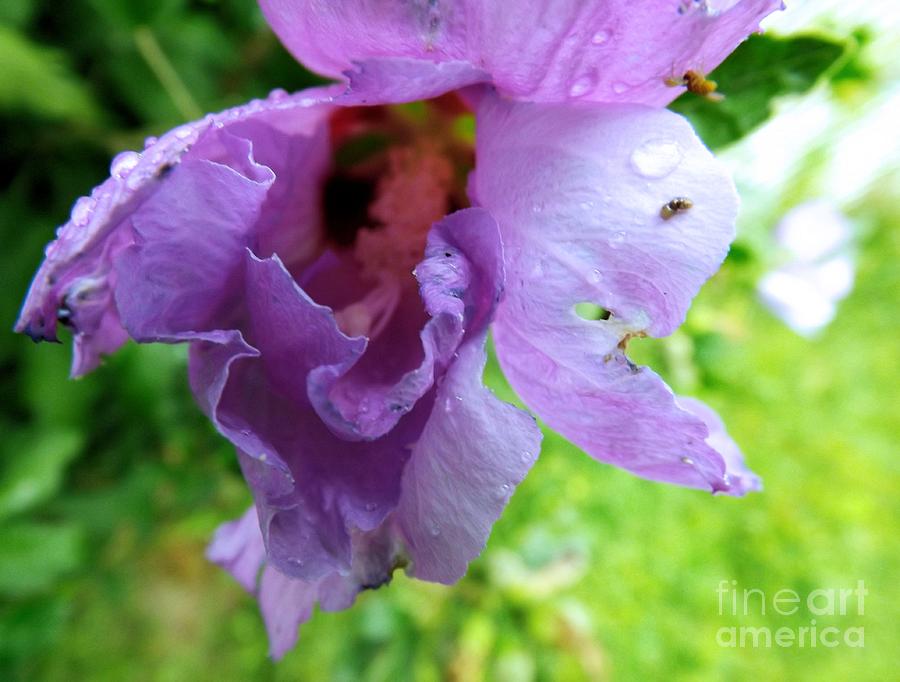 Summer Photograph - Purple Rain by Robyn King