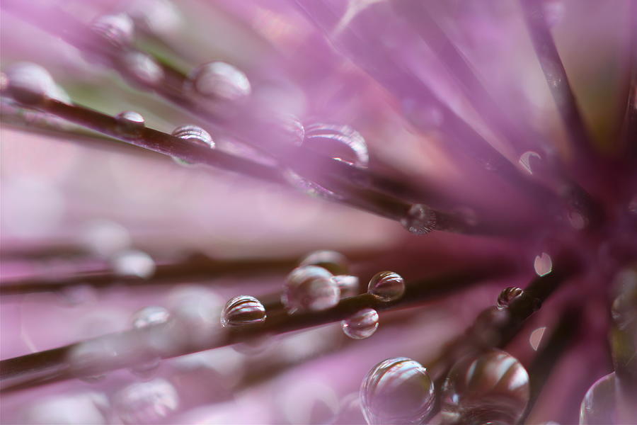 Purple Rain Photograph by Tracy Male