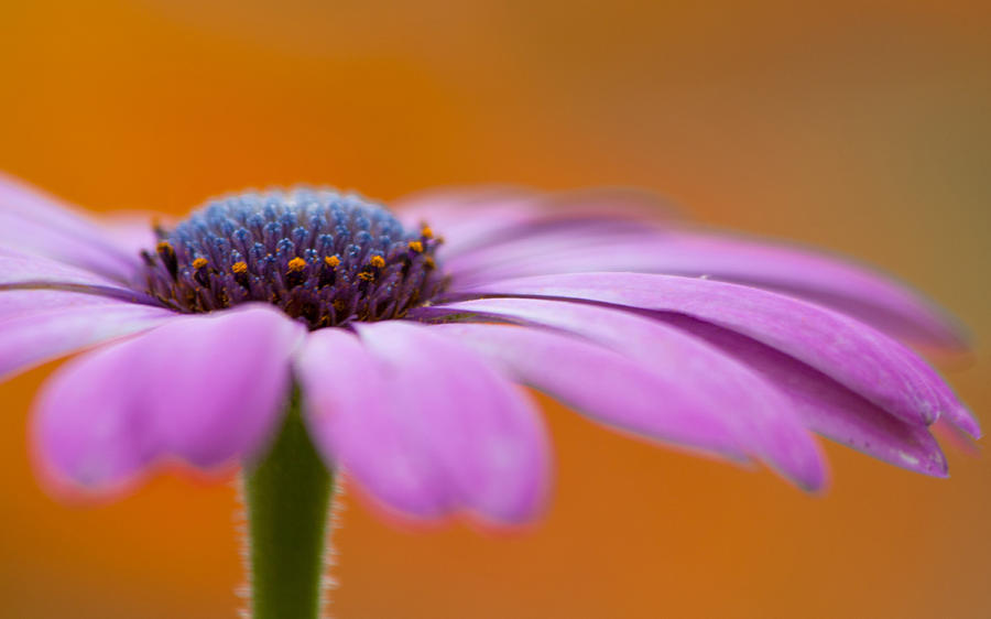 Purple rain Photograph by Wendy Moghadam - Fine Art America