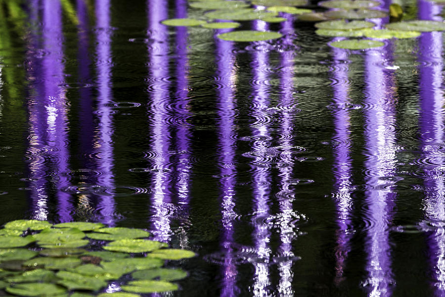 Purple Raindrops Photograph by Kristal Kraft