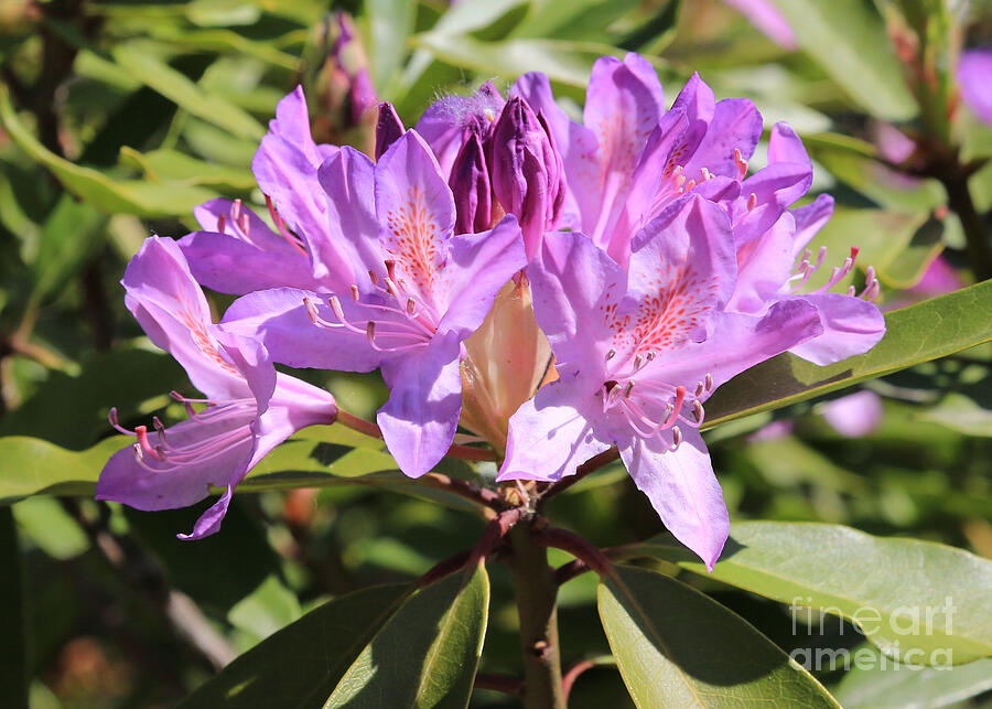 Purple Rhododendron Photograph by Carol Groenen