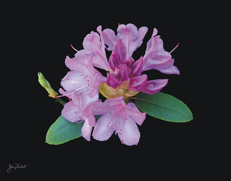 Purple Rhododendron Photograph by Joe Duket