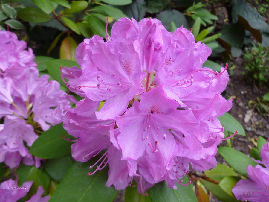 Purple Rhododendron Photograph by Lingfai Leung | Fine Art America