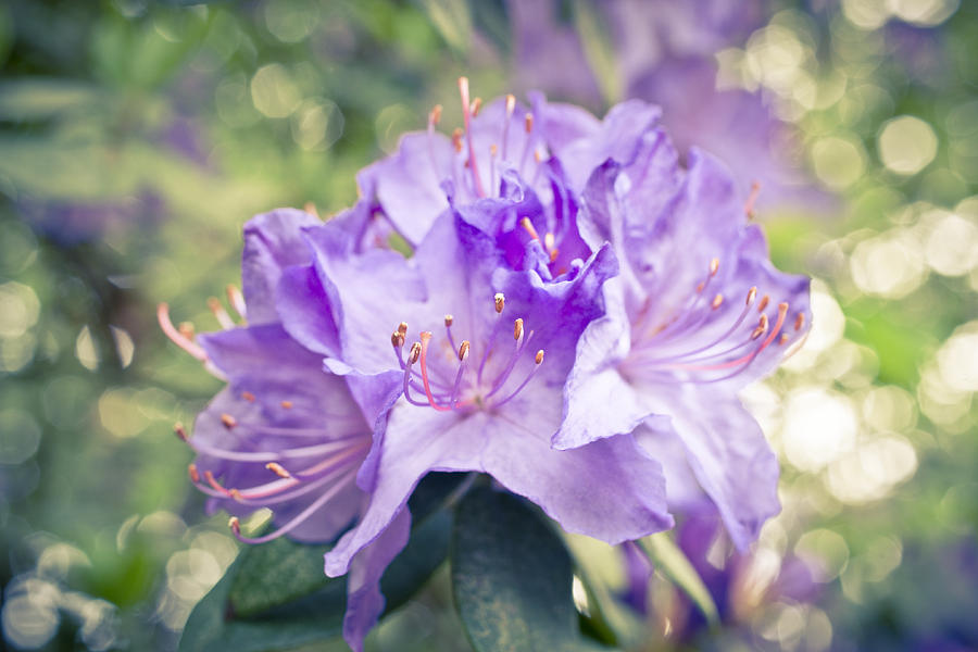 Flower Photograph - Purple Rhododendron Sparkles by Priya Ghose