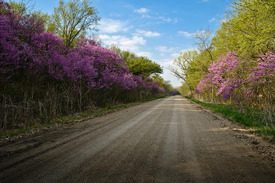 Purple Road Photograph by Eric Benjamin