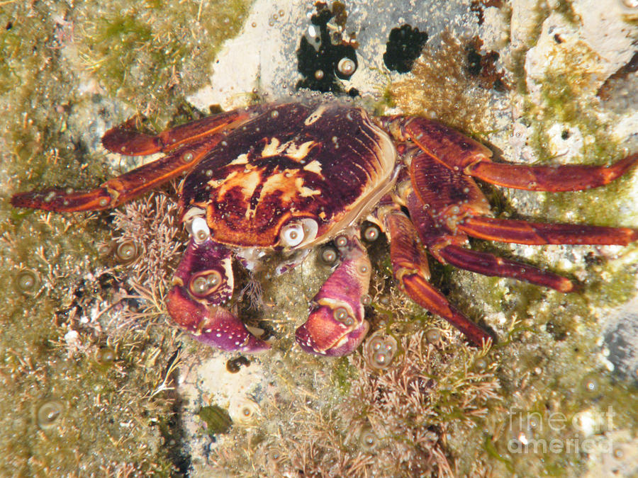 Purple Rock Crab Photograph by Tony Schaufelberger - Pixels