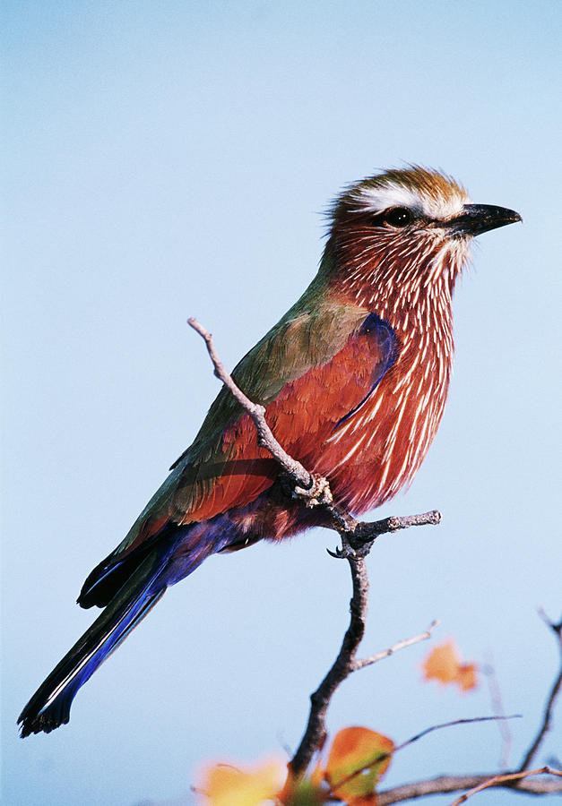 Purple Roller Photograph by Tony Camacho/science Photo Library