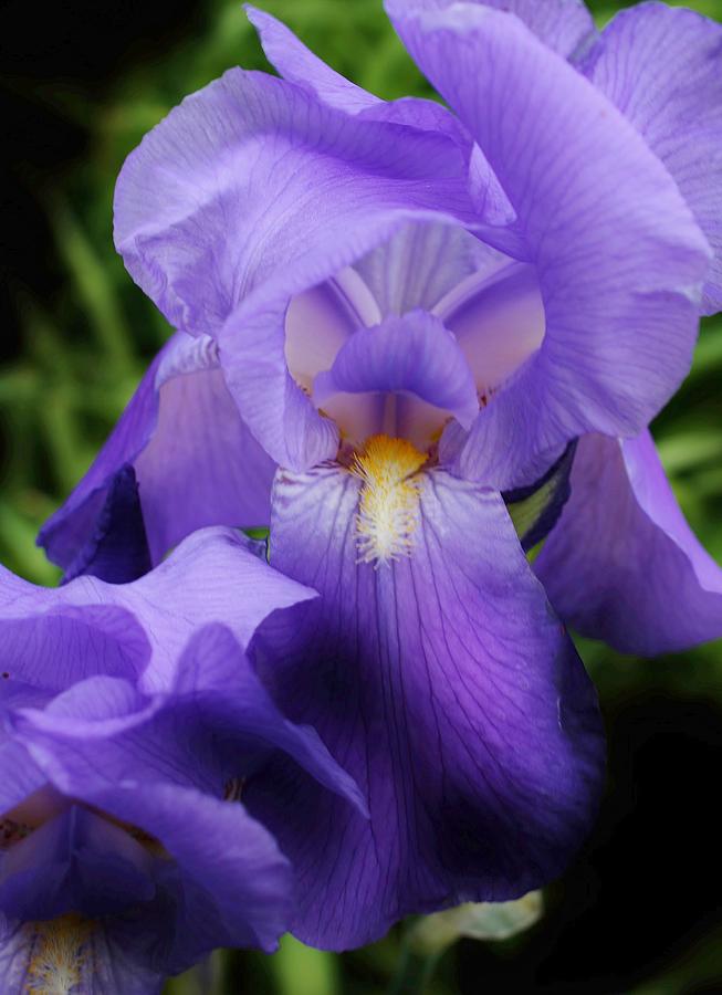 Iris Photograph - Purple Romance by Bruce Bley