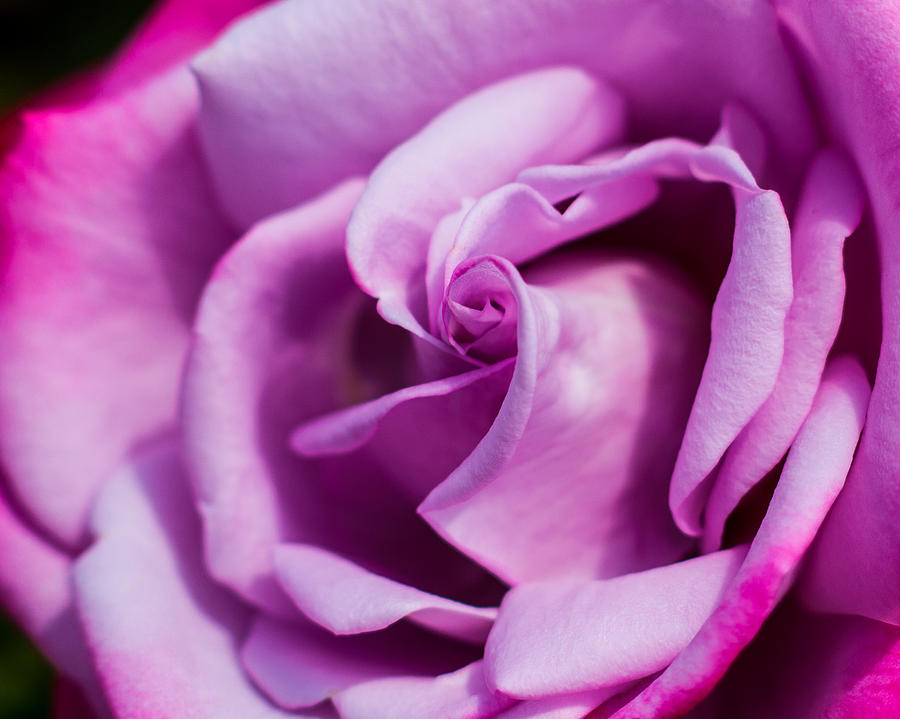 Purple Rose Photograph
