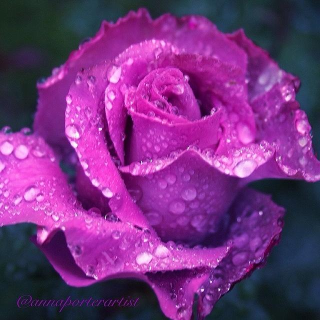 Flower Photograph - Purple Rose And Raindrops by Anna Porter