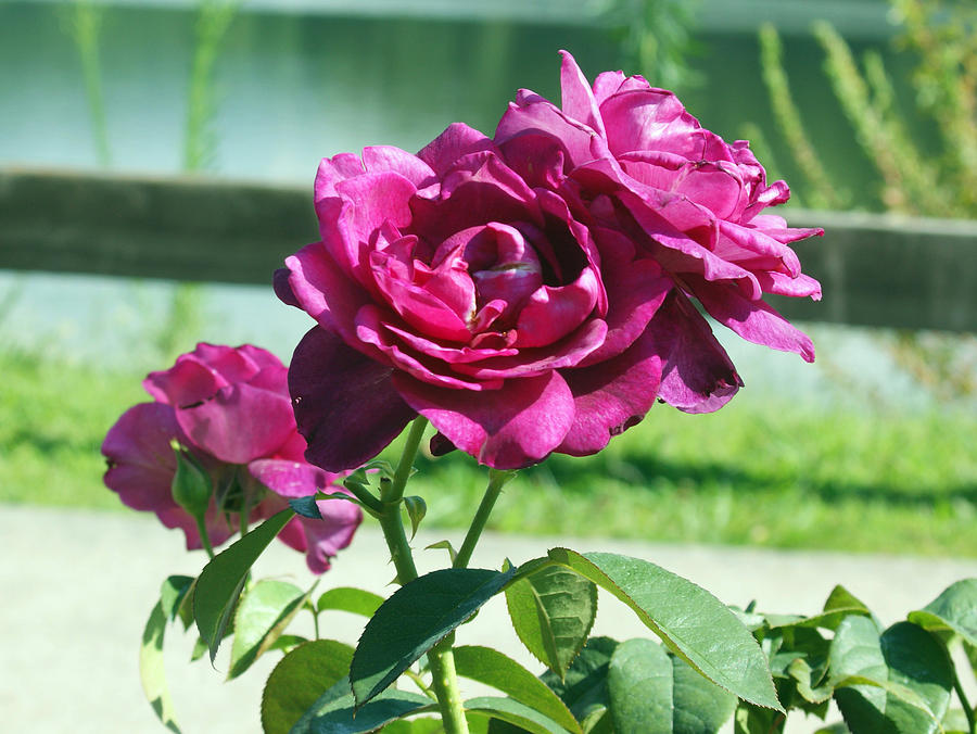 Rose Photograph - Purple Rose by M Three Photos