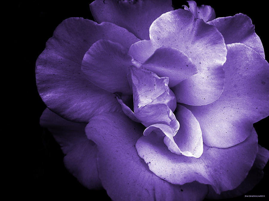 Purple Rose Digital Art by Brian Gilna
