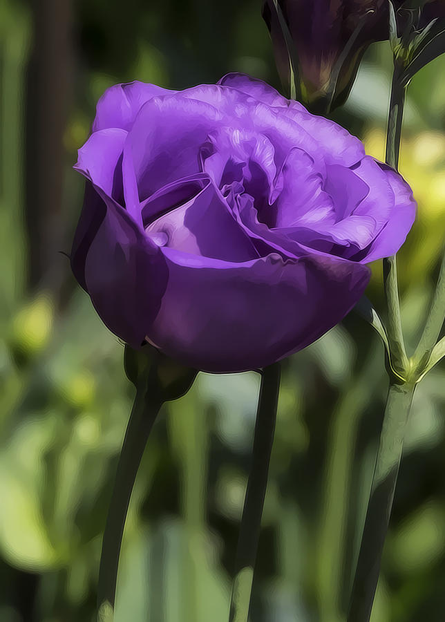 Rose Photograph - Purple Rose by Christina Durity