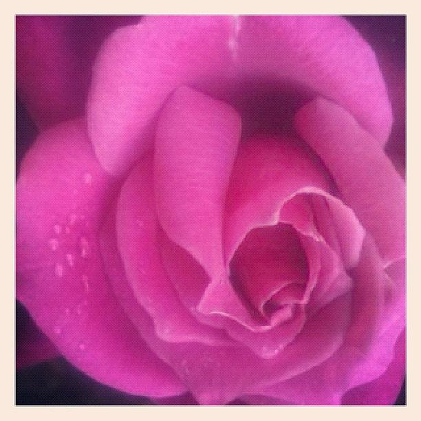 Flower Photograph - Purple Rose Confection by Anna Porter