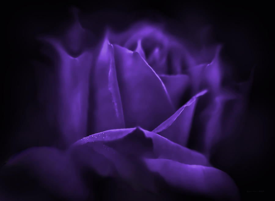 Summer Photograph - Purple Rose Flower Mystery by Jennie Marie Schell