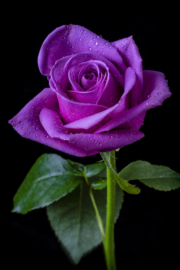 Purple Rose Photograph by Garry Gay