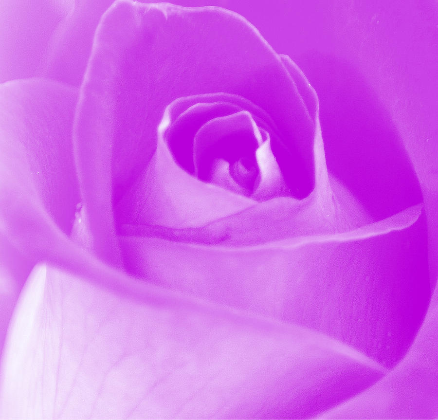 Purple Rose I Photograph by Joan Han