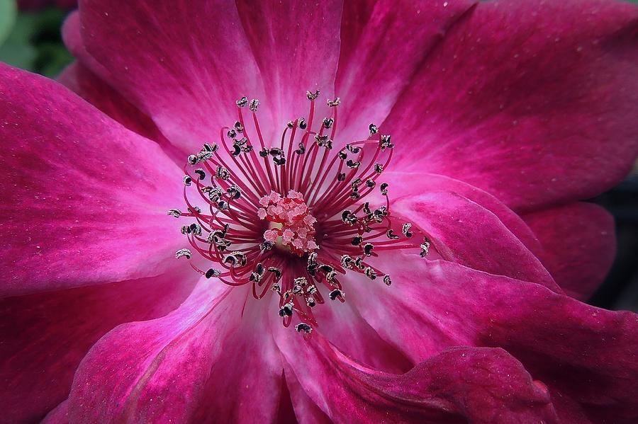 Rose Photograph - Purple rose by Irina Kartasheva