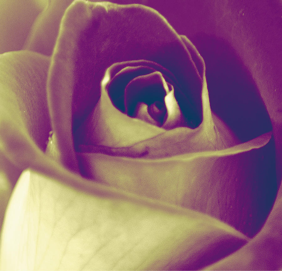 Purple Rose Photograph by Joan Han